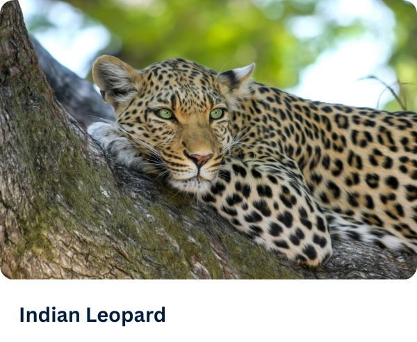 Indian Leopard