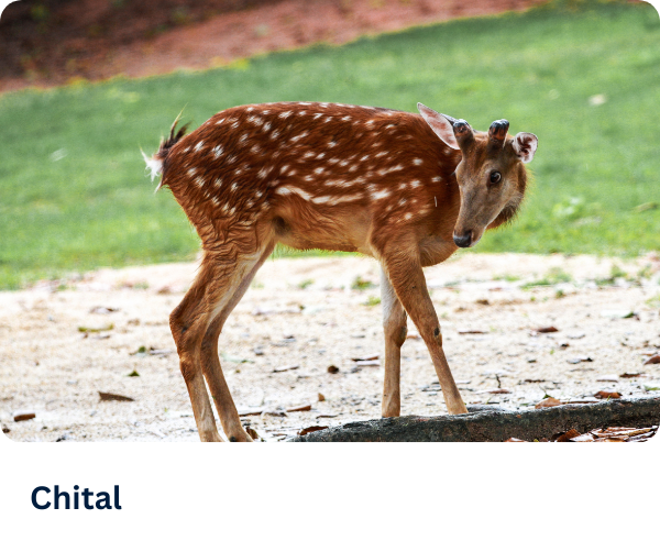 Chital