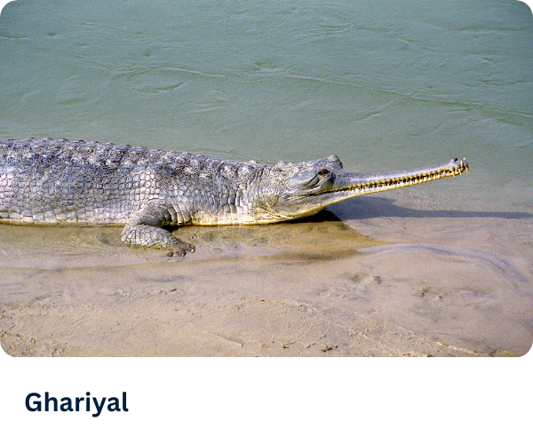 Ghariyal