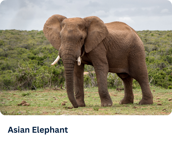 Asian Elephant