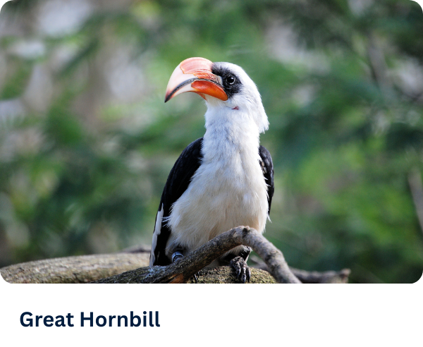Great Hornbill