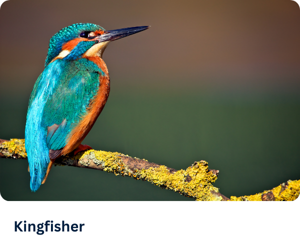 Kingfisher